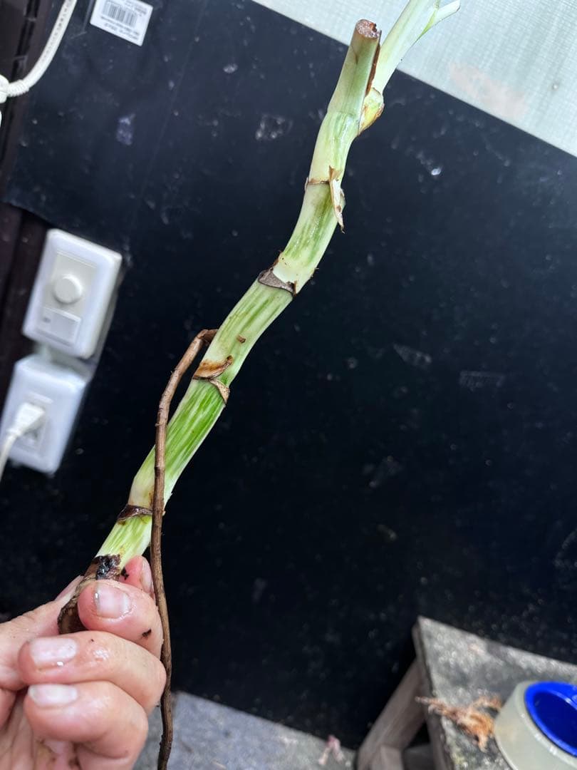 し*★様 斑入りモンステラホワイトタイガー大茎6株おまとめ