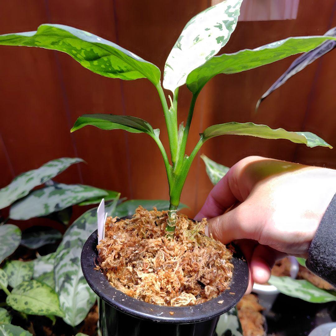 柳緑花紅　Aglaonema　pictum