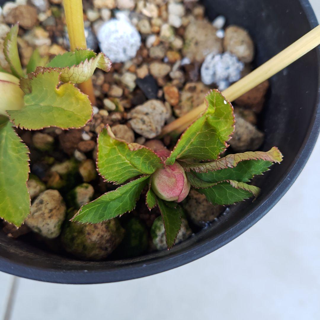 な*ず様 クリスマスローズ 大木ナーセリー Ｆｕｏｊｉｔａ(フジタ) 株分け