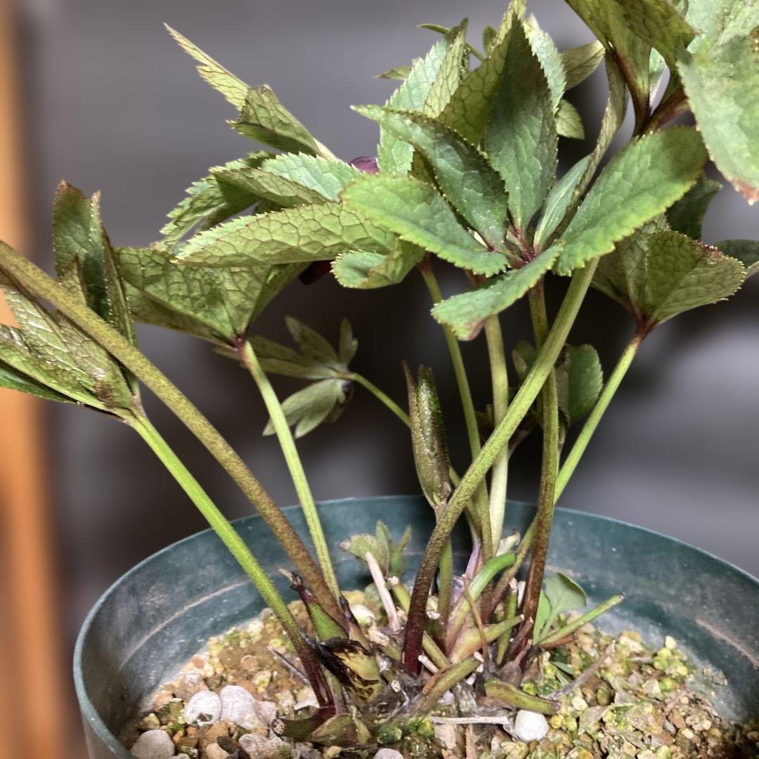 まい3点おまとめ 分割クリスマスローズ雅紫色の花