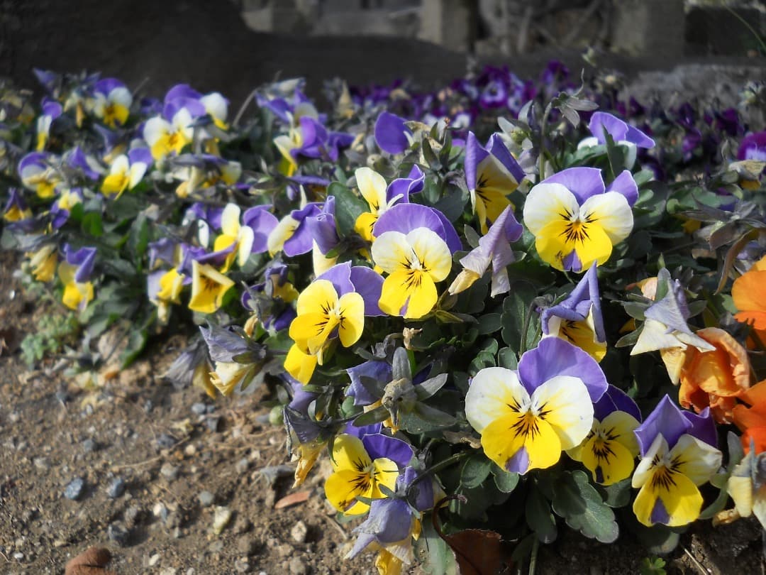 追加あり⭕️【動作確認済】Nikon COOLPIX L21 デジカメ　シルバー