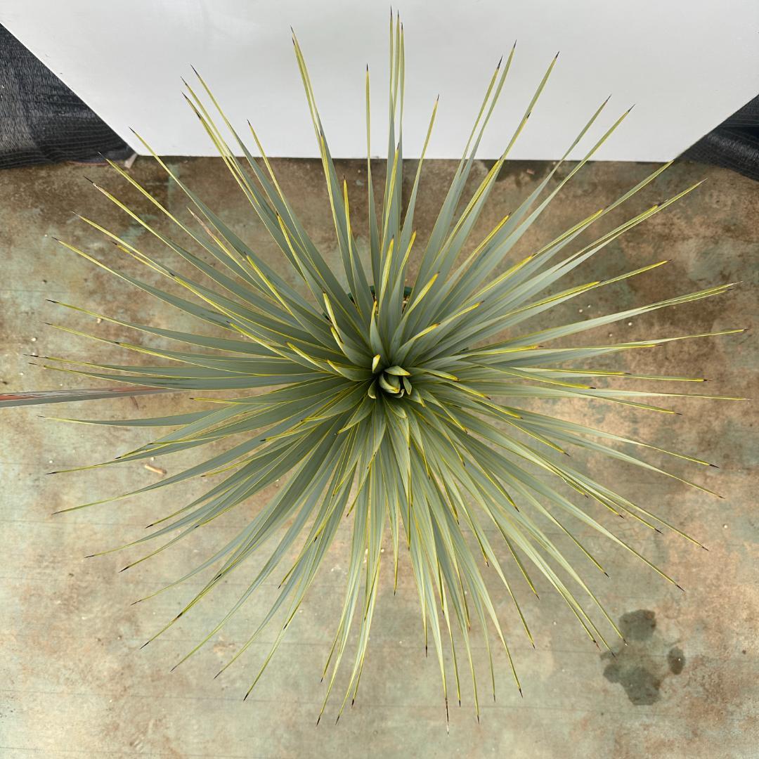 ユッカ　ロストラータ【24-634】超美形　シルバーブルー