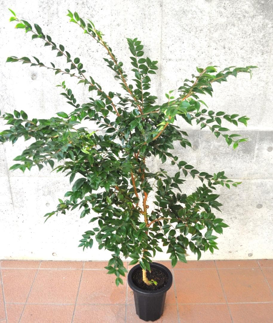 実付き ジャボチカバ 8号 大葉 四季生り 160cm