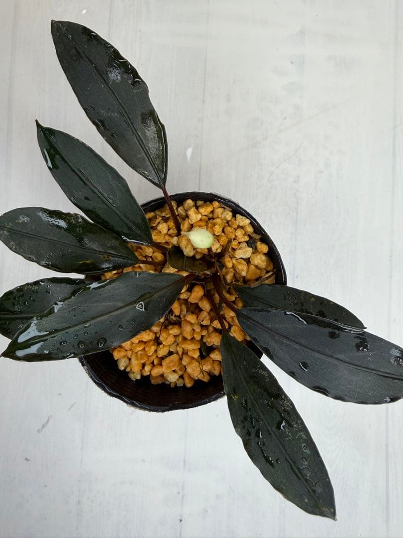 ユ*ケ様 ⭐︎Bucephalandra motleyana 根伏せ苗 中株 /