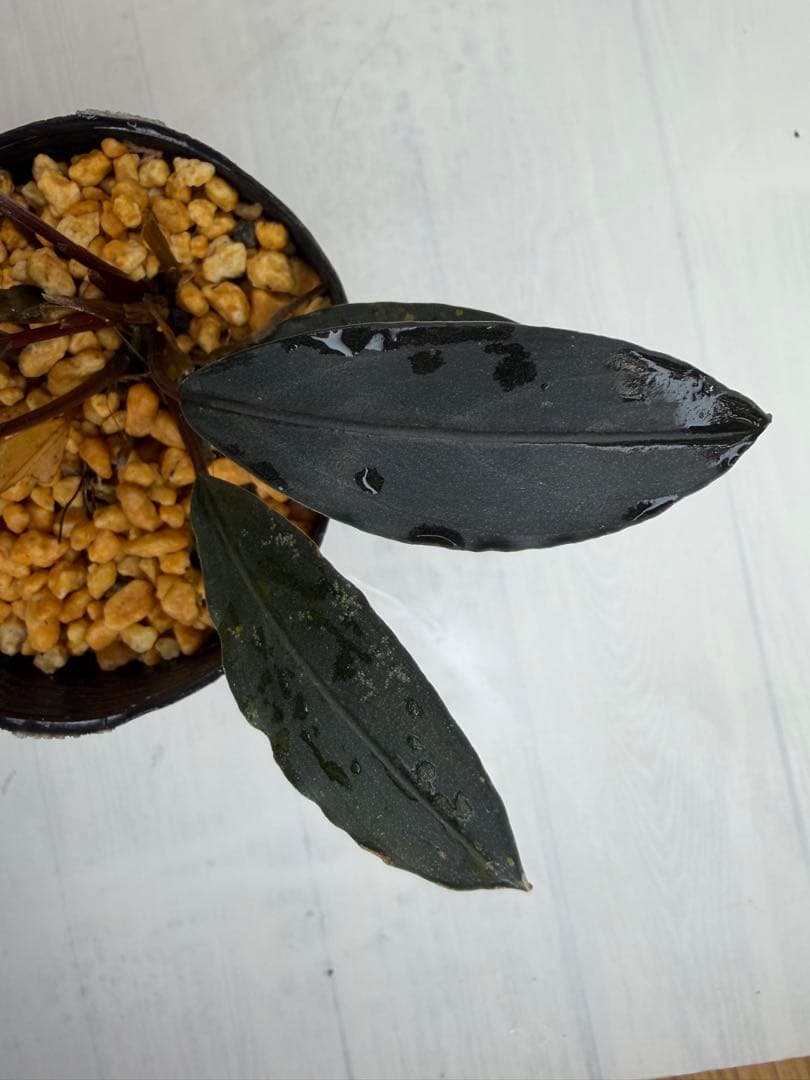 ユ*ケ様 ⭐︎Bucephalandra motleyana 根伏せ苗 中株 /