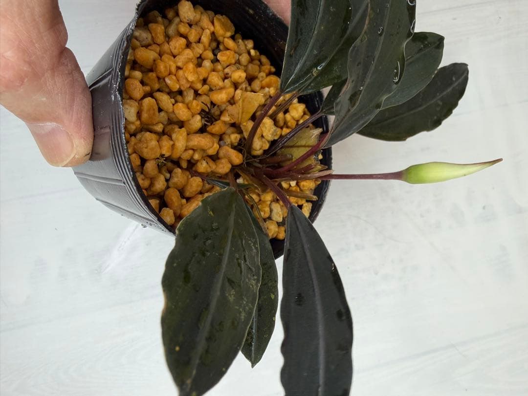 ユ*ケ様 ⭐︎Bucephalandra motleyana 根伏せ苗 中株 /