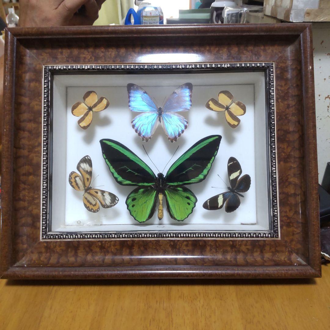 やっちゃん　メガネトリバネアゲハ　スルコウスキーモルフォ蝶　蝶の標本