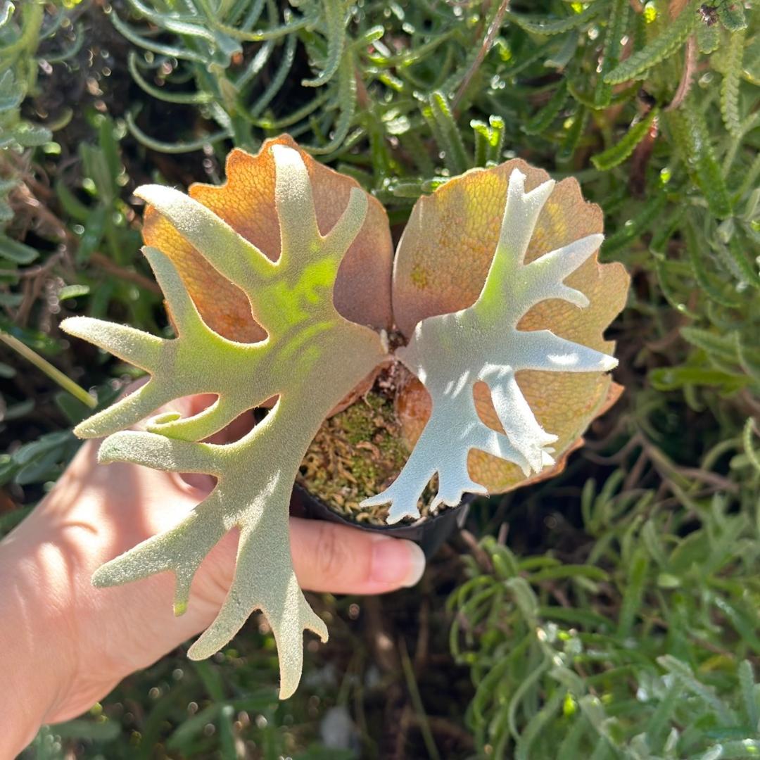 速達！！P. willinckii ’Jenny’ TC 2839