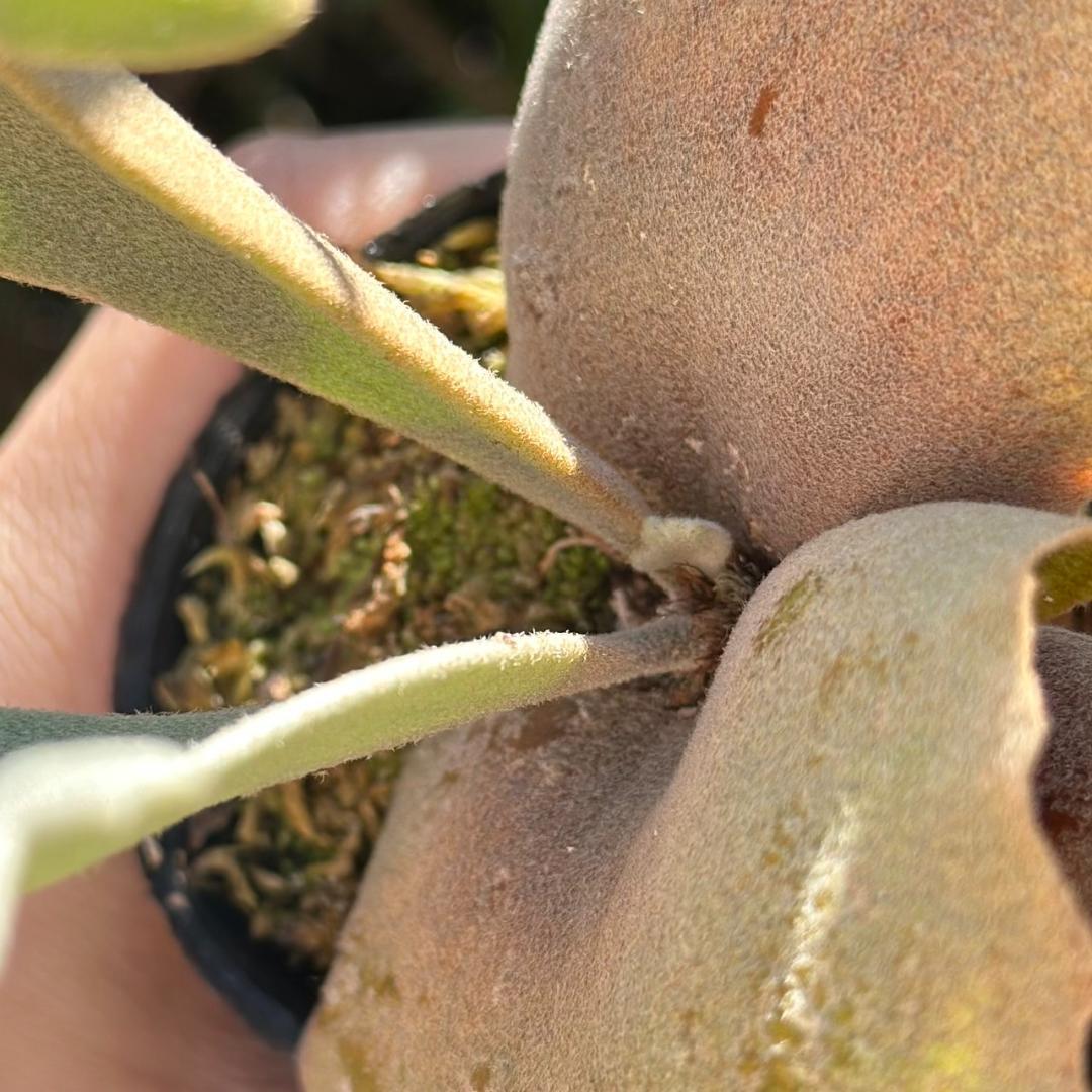 速達！！P. willinckii ’Jenny’ TC 2839