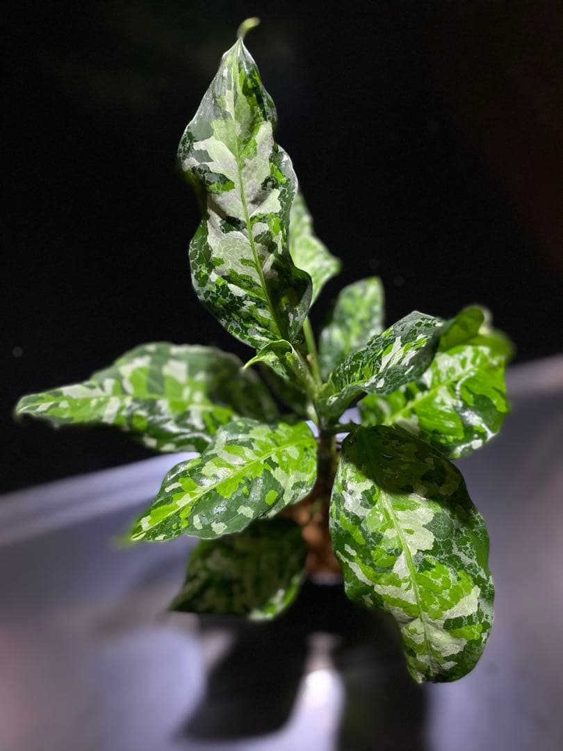 アグラオネマアンダマン　中株