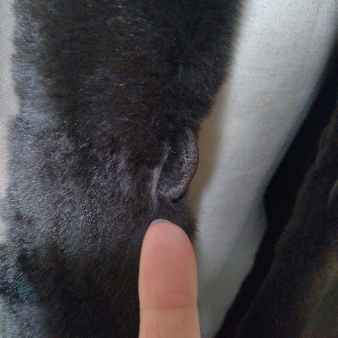 ウィーゼルミンク✩リバーシブル✩ファーコート✩ハイグレードファー