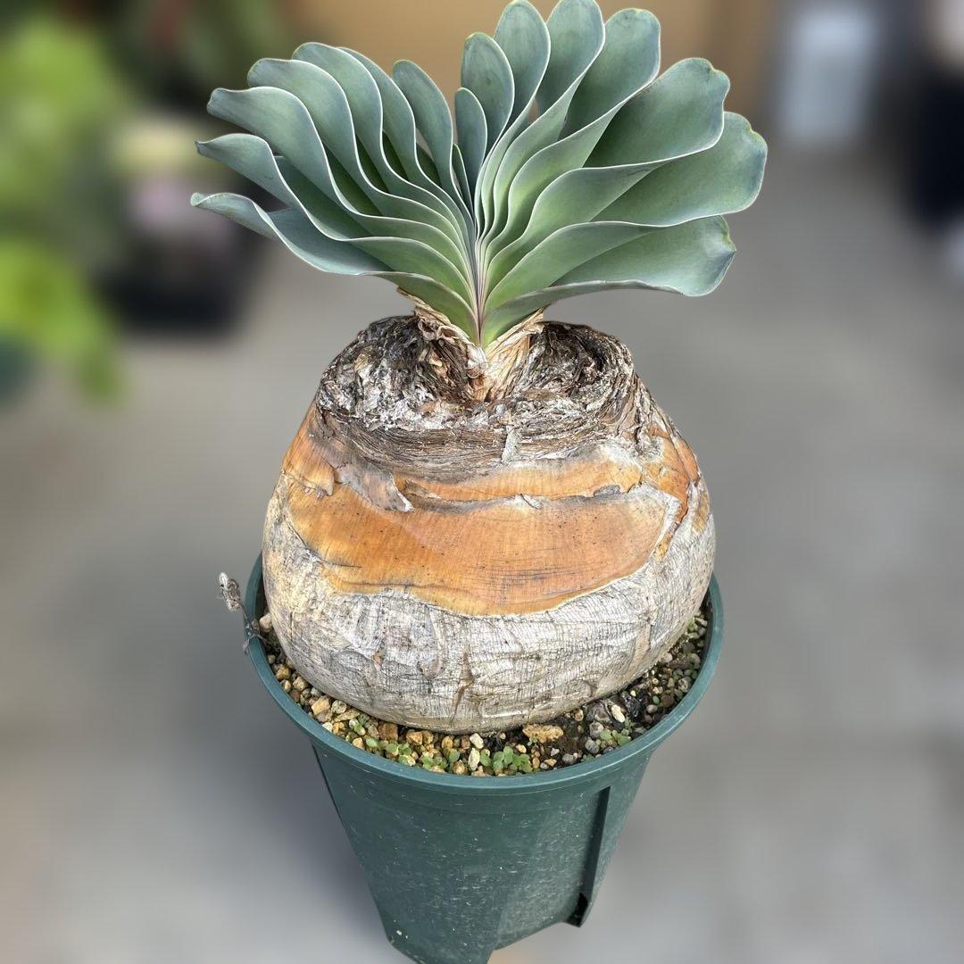 の*う様 ブーファン ハエマンソイデス