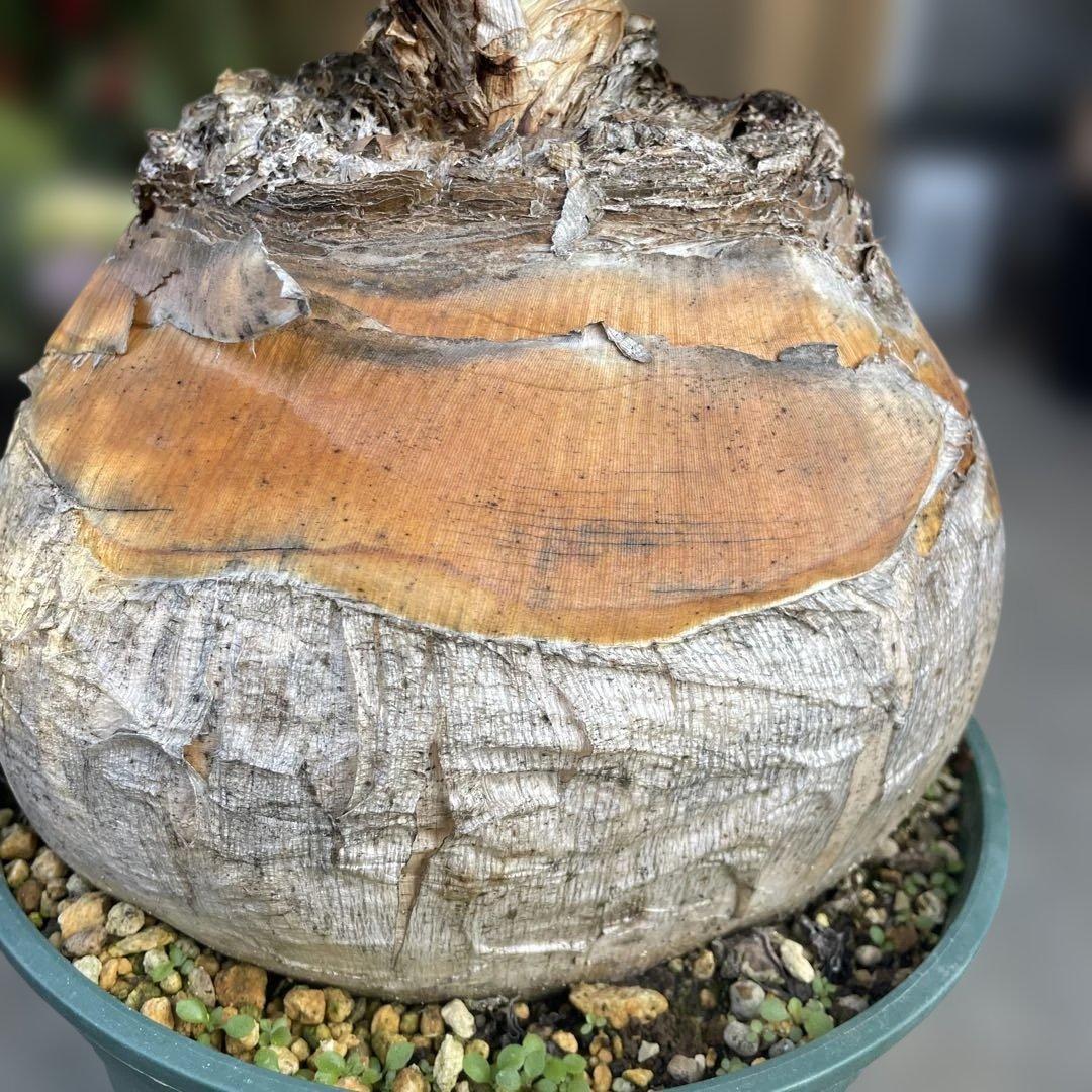 の*う様 ブーファン ハエマンソイデス