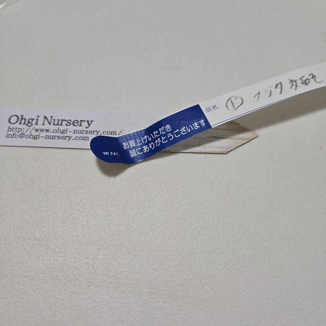 な*ず様 クリスマスロース株分け(大木ナーサリー　フジタ交配)