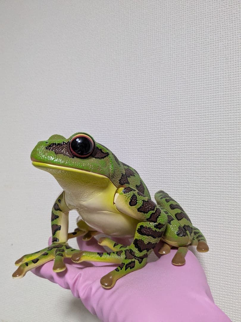 立体パズル 4D VISION 動物解剖 カエル解剖モデル