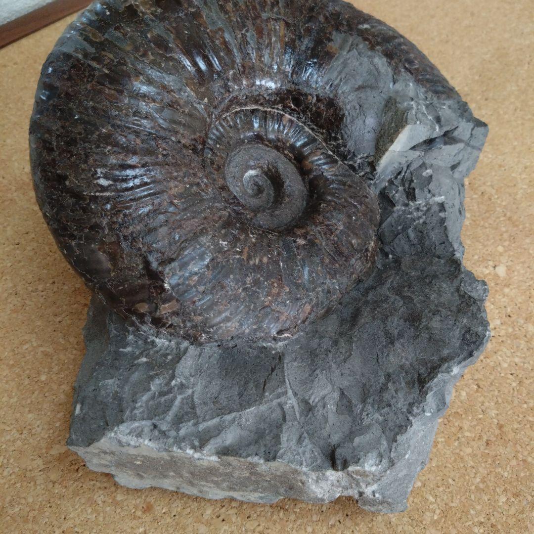 k*u様 アンモナイト化石（92）