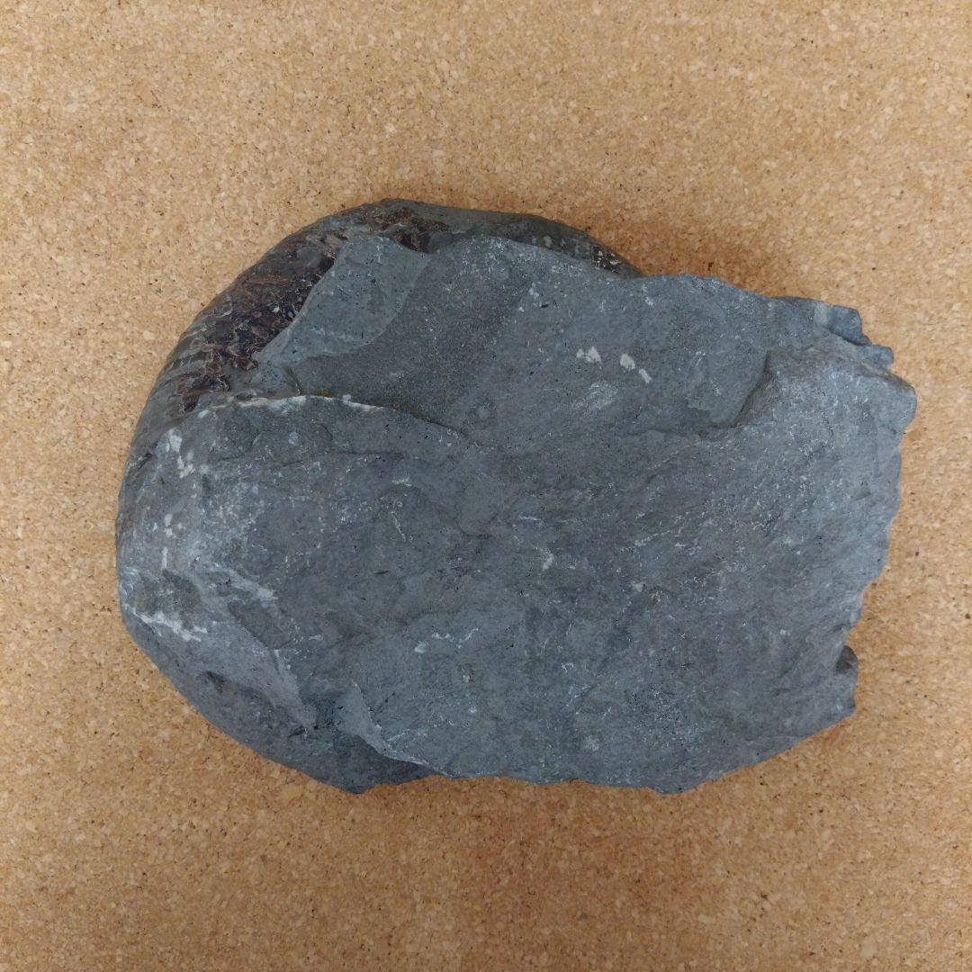 k*u様 アンモナイト化石（92）