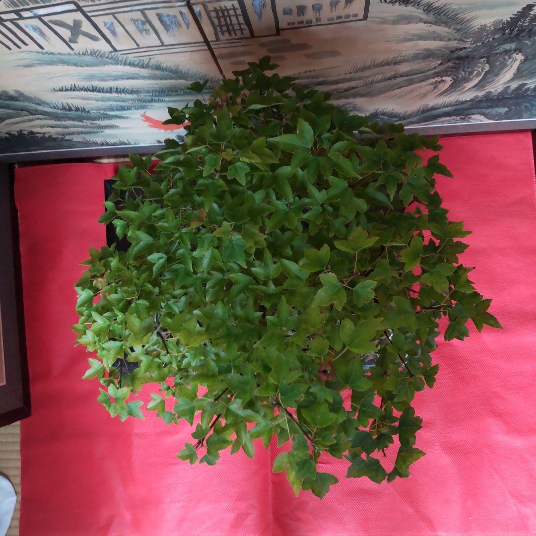 P*)様 石付きカエデ盆栽