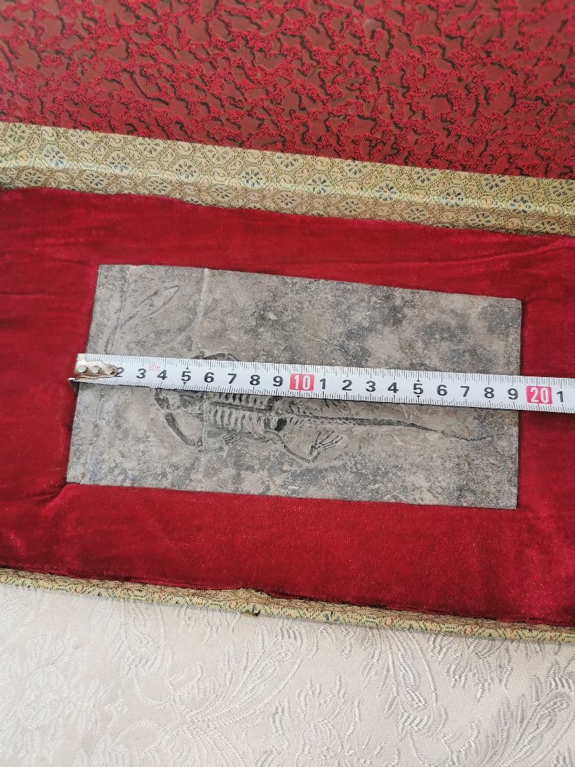 化石　ケイチョウサウルス、ハイファロサウルス　（ヒファロサウルス）3点セット