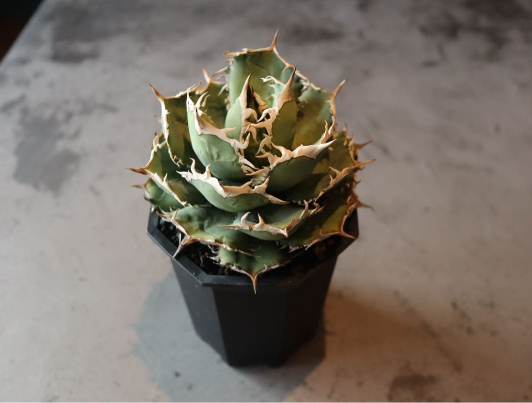 値下げ　大株　アガベ　チタノタ　ノーネーム