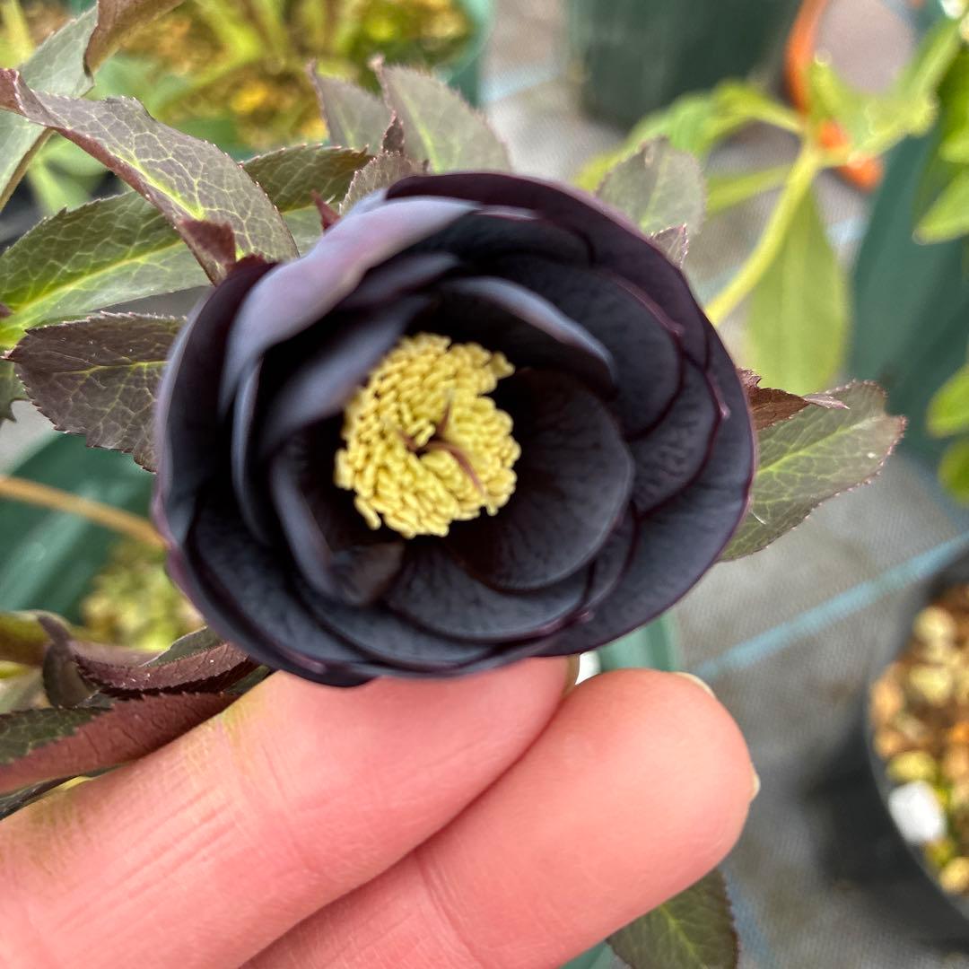 クリスマスローズ　赤シベ　ブラックフラッシュ　７寸