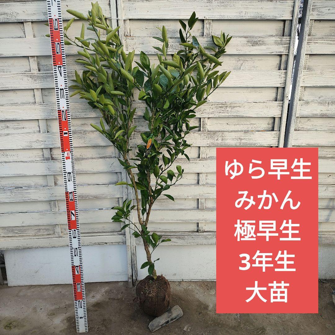 ゆら早生みかん 3年生 大苗 苗木