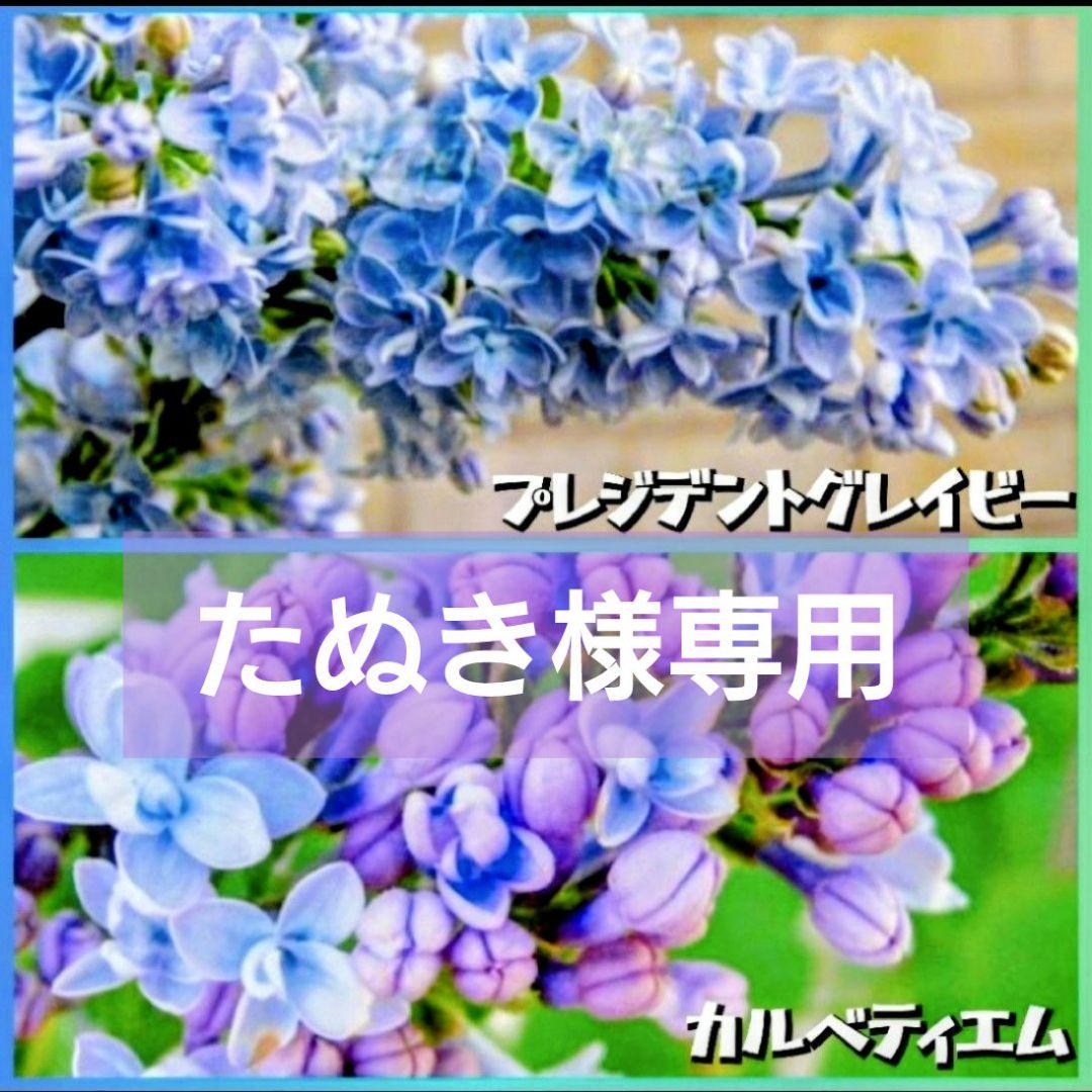 たぬき【八重咲き】ライラック『プレジデントグレイビー・カルベェティエム』