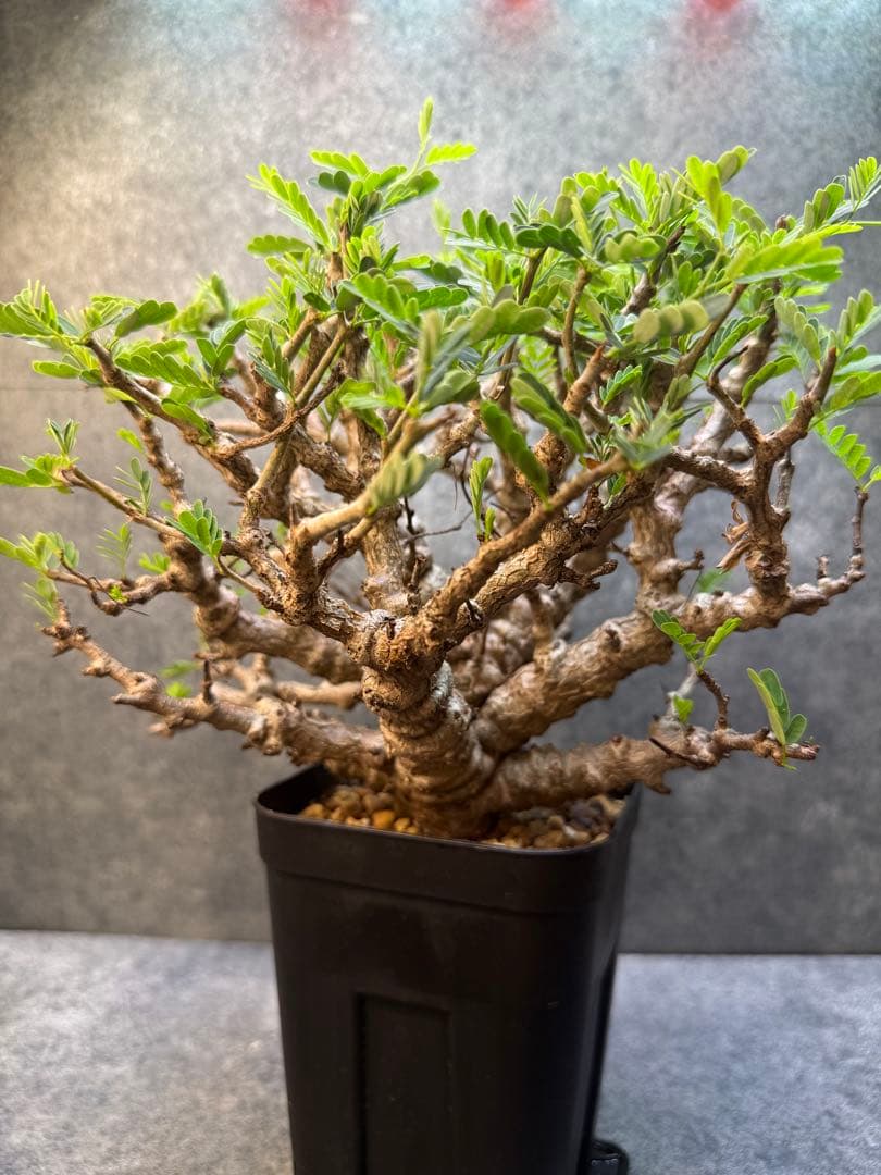 センナ　メリディオナリス　海外実生　発根済み　359