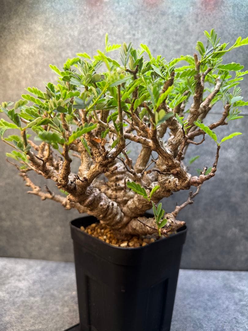 センナ　メリディオナリス　海外実生　発根済み　359