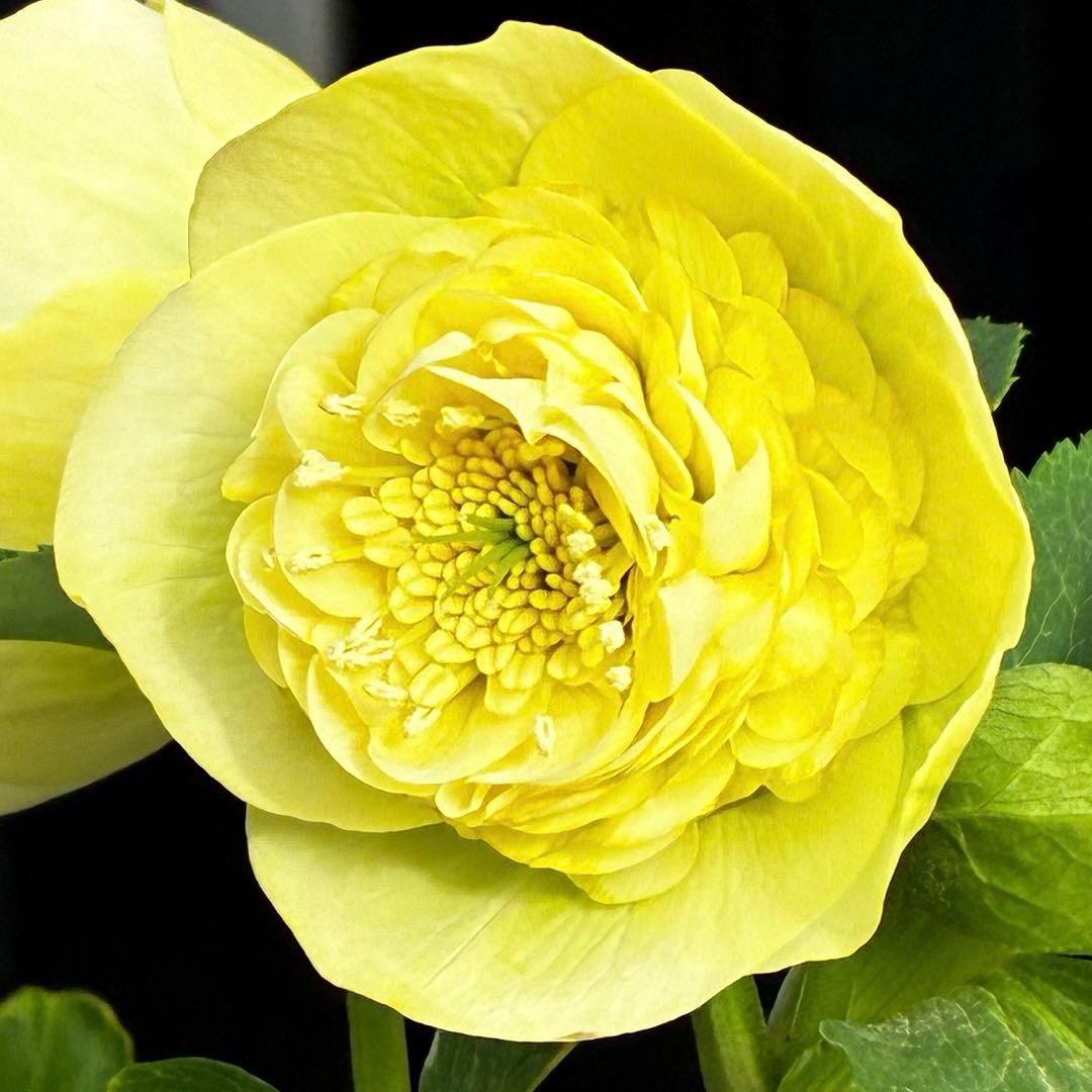 ム*ク様 3557☘️蕾花タグ付☘️2026年NO1☘️極上☘️⭐️モーリー⭐️