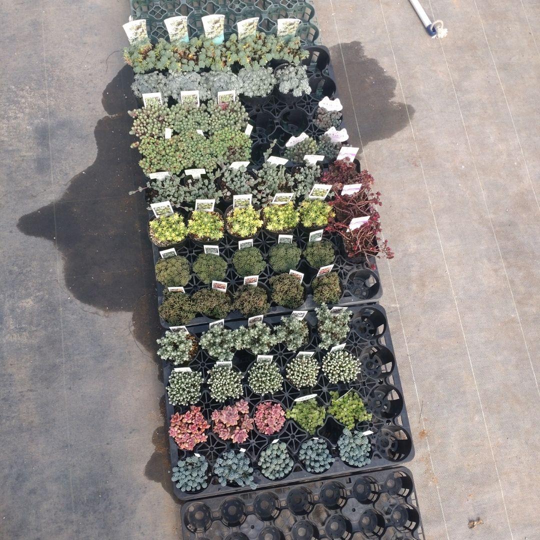 さくちゃんさん専用