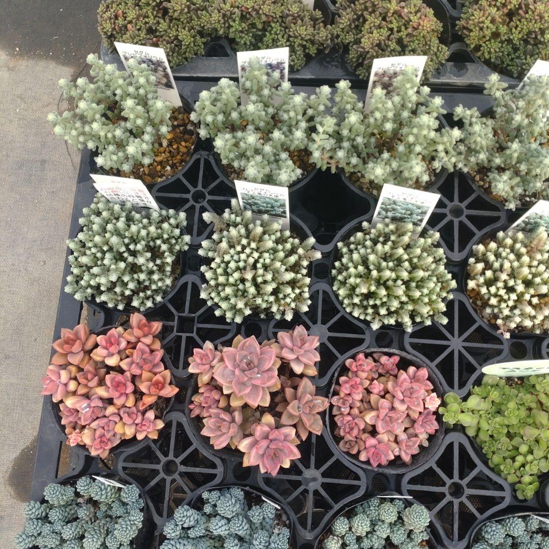 さくちゃんさん専用