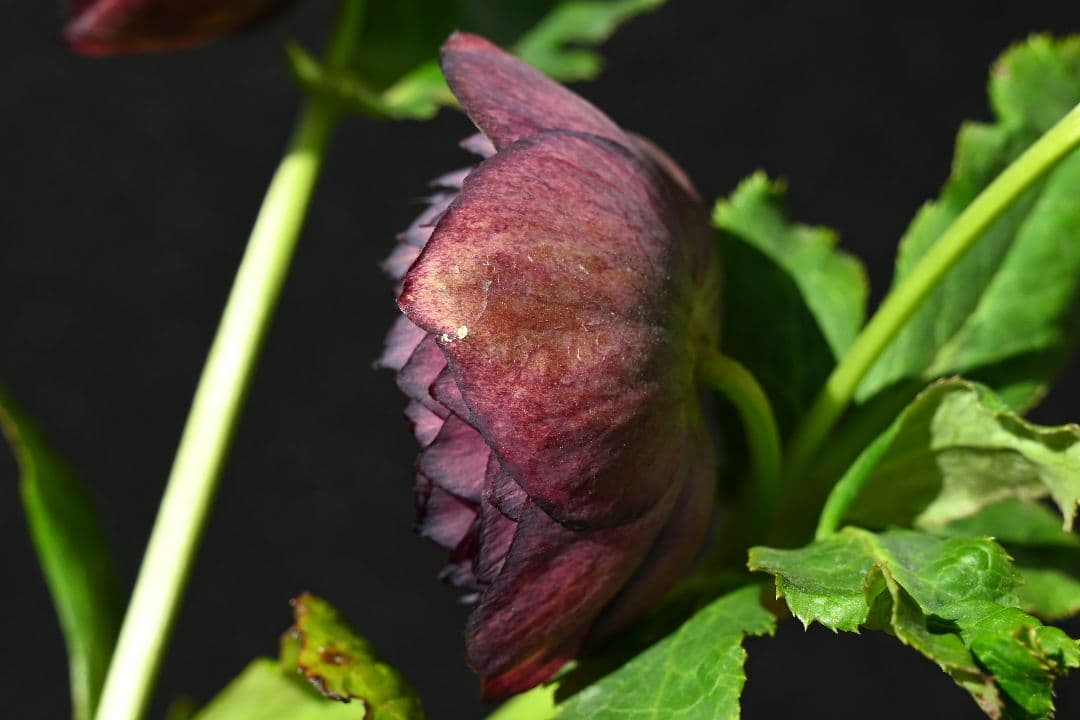 クリスマスローズ　最高級！アンティークアフロディーテ　加藤農園