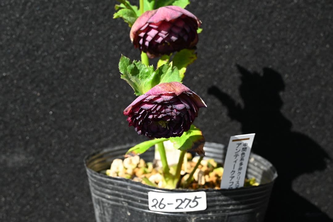 クリスマスローズ　最高級！アンティークアフロディーテ　加藤農園