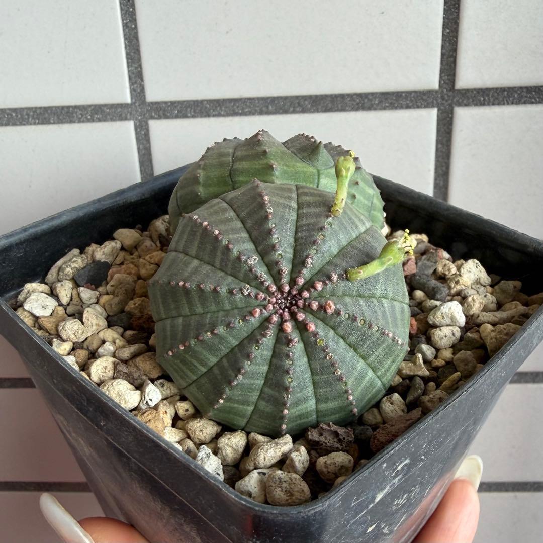 b*i様 ユーフォルビア オベサ 実生モンスト 分頭