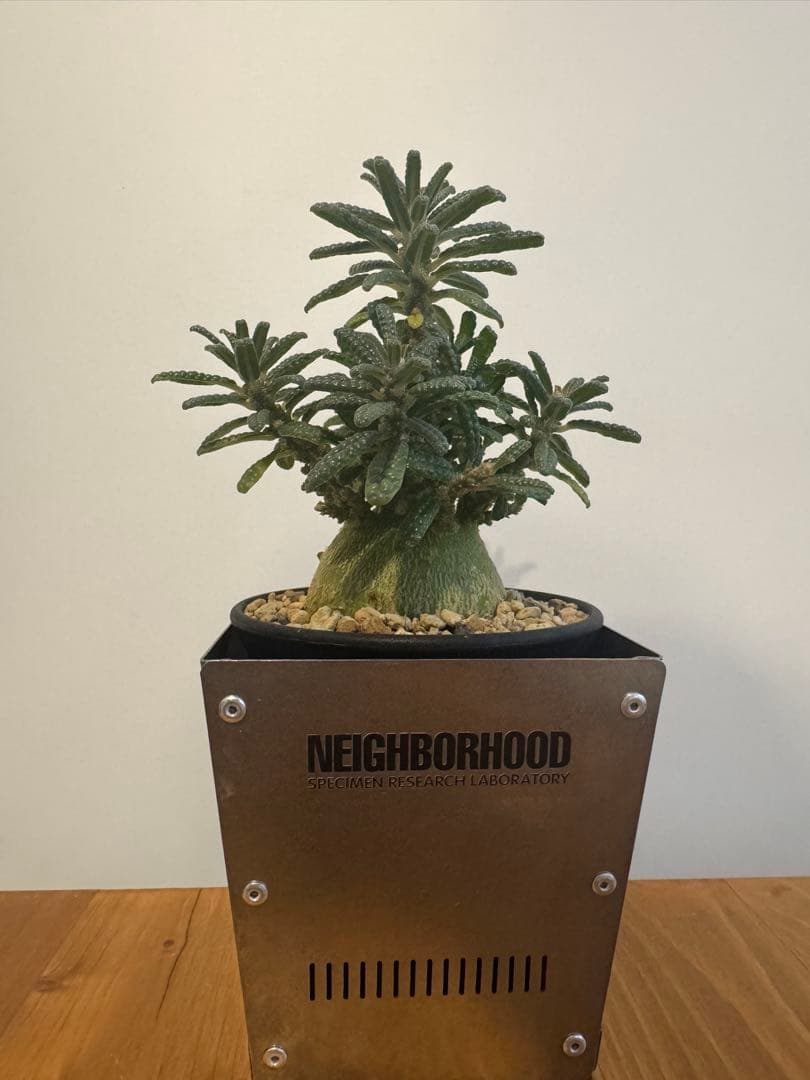 ドルステニアギガスブラータ