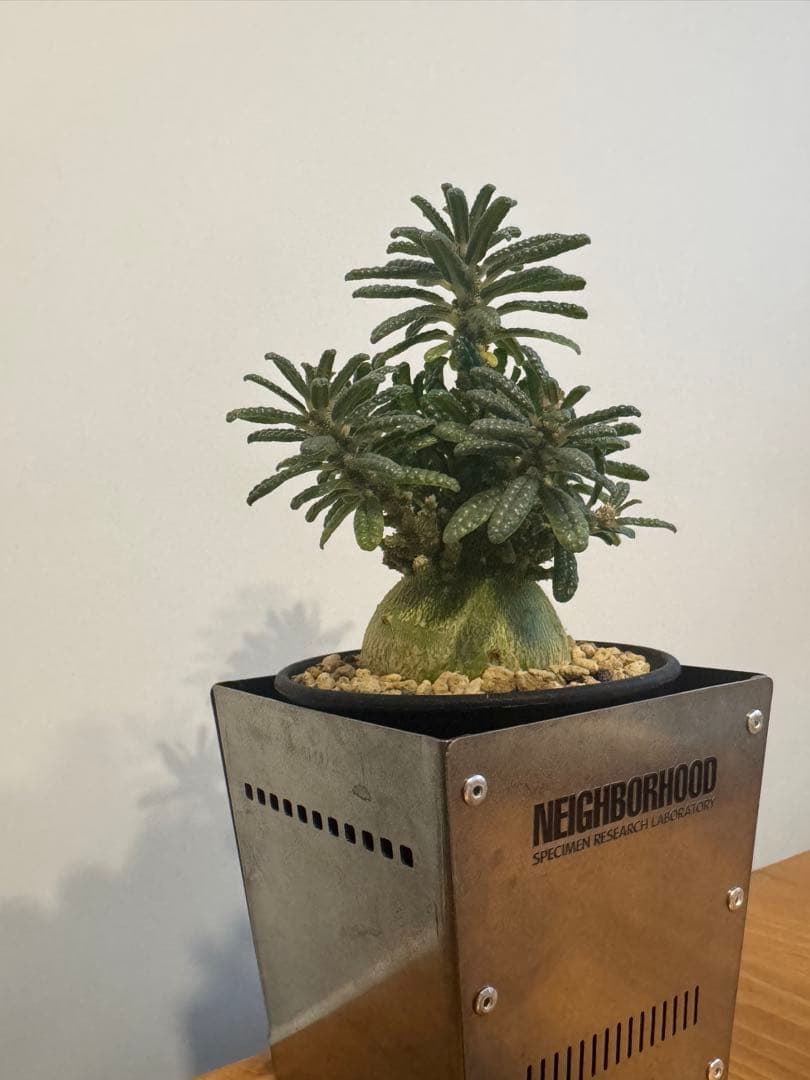 ドルステニアギガスブラータ