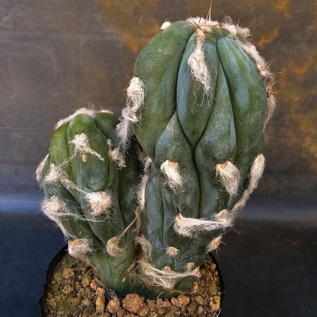 メルカリ便発送☆サボテン ピロソケレウス属 アズレウス モンスト