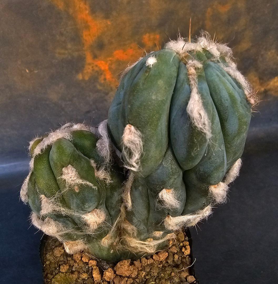 メルカリ便発送☆サボテン ピロソケレウス属 アズレウス モンスト