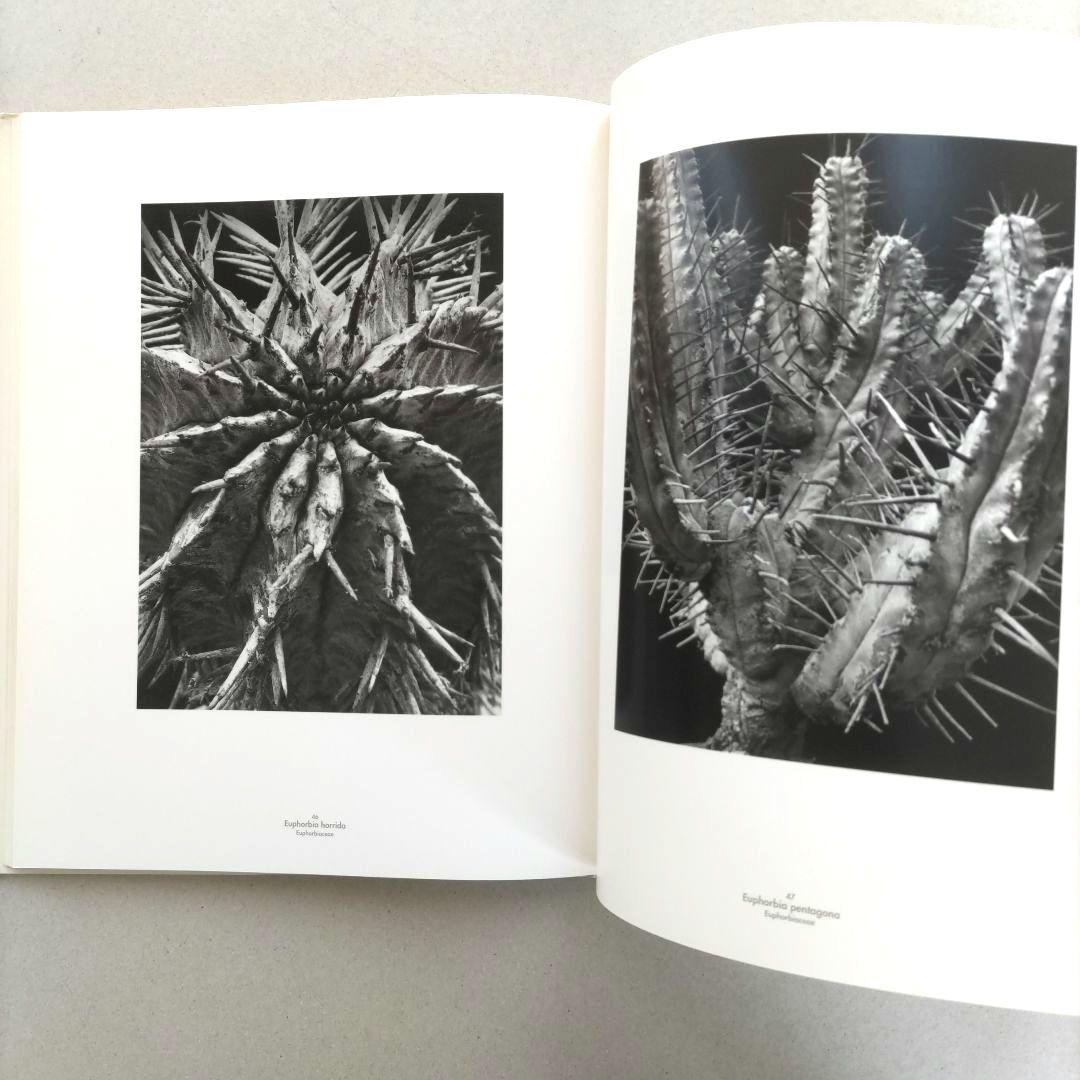 Die Welt der Pflanze/アルベルト・レンガー=パッチュ 写真集