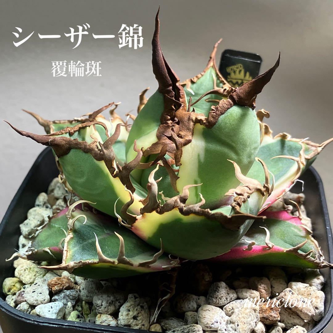 s*i様 【初売りオークション】114 選抜　アガベ　シーザー錦　白覆輪　TC