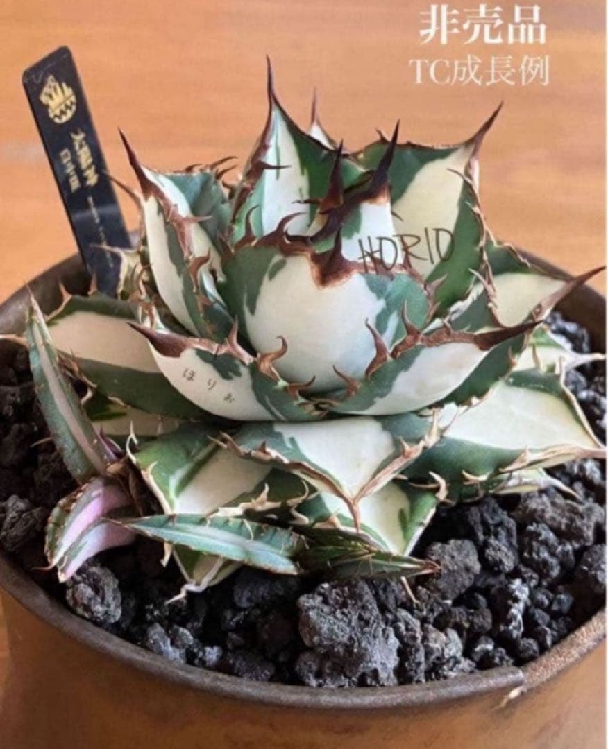 t*4様 【初売りオークション】93 選抜　強棘　アガベ　太陽神錦　白中斑　TC