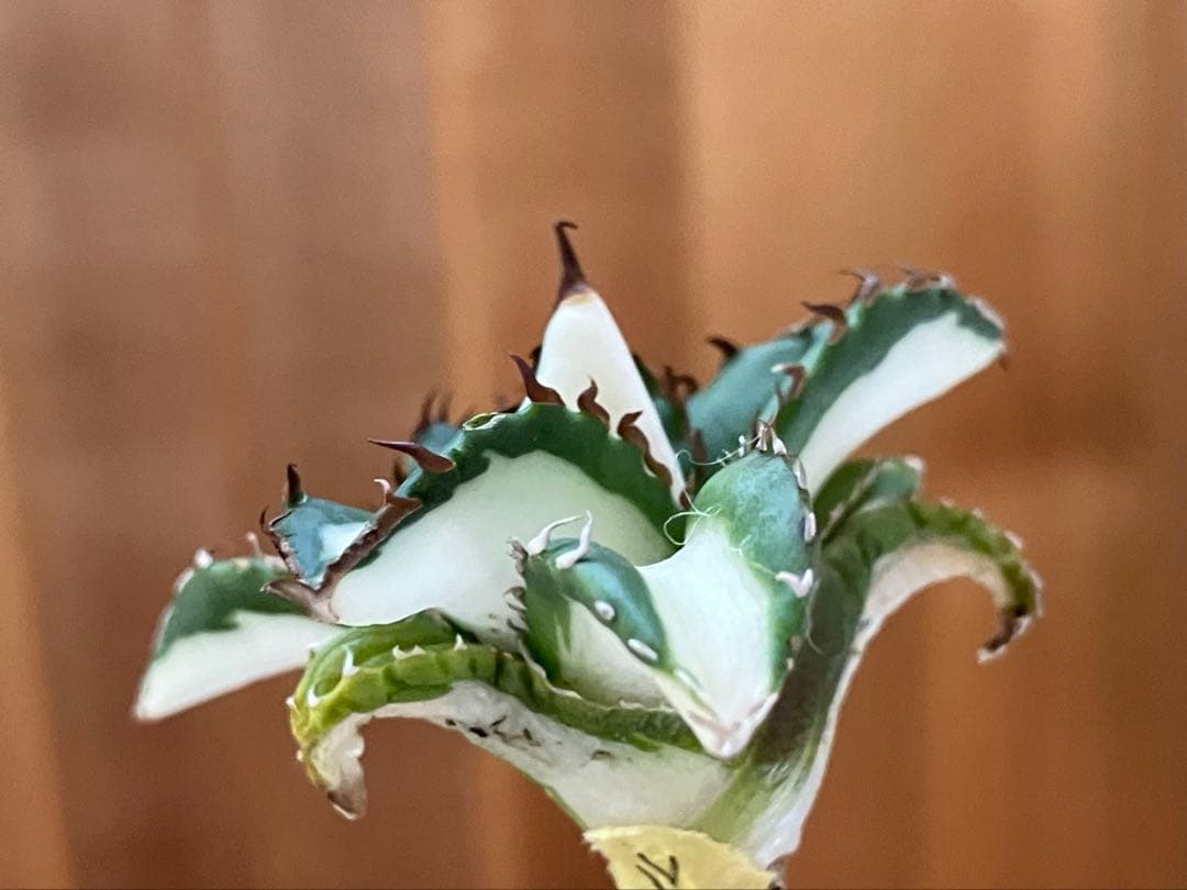 t*4様 【初売りオークション】93 選抜　強棘　アガベ　太陽神錦　白中斑　TC