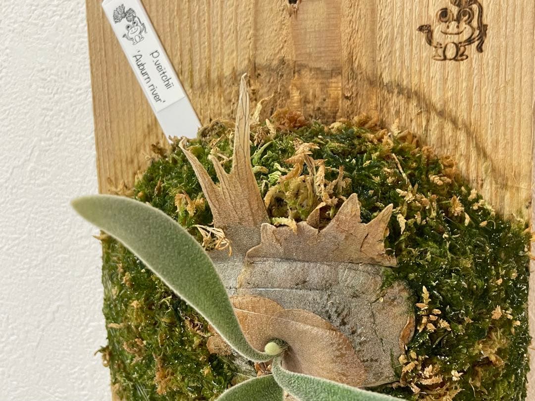 オリジナル 子株 veitchii アーバンリバー AR ベイチー ビカクシダ