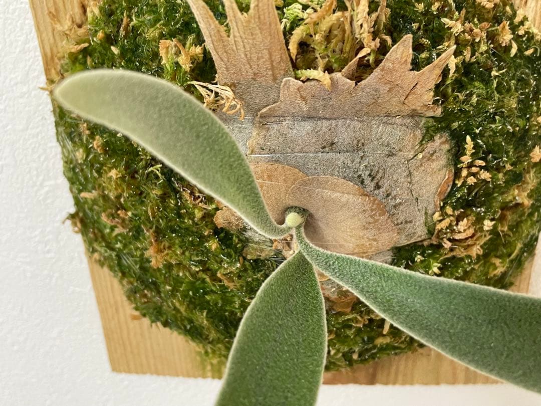 オリジナル 子株 veitchii アーバンリバー AR ベイチー ビカクシダ