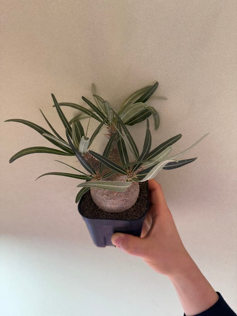 グラキリス実生　中株サイズ