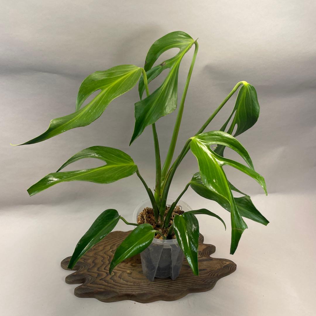 R*4様 a105モンステラ バールマルクスフレーム