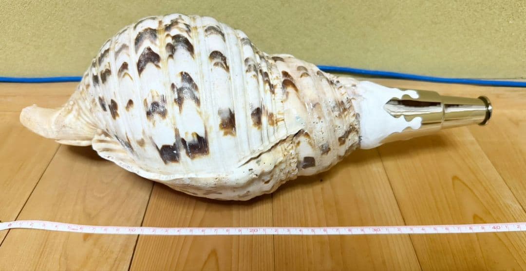 特大肉厚40.5㎝修験道法螺貝 山伏　密教　魔除け　ホラガイ　ほら貝