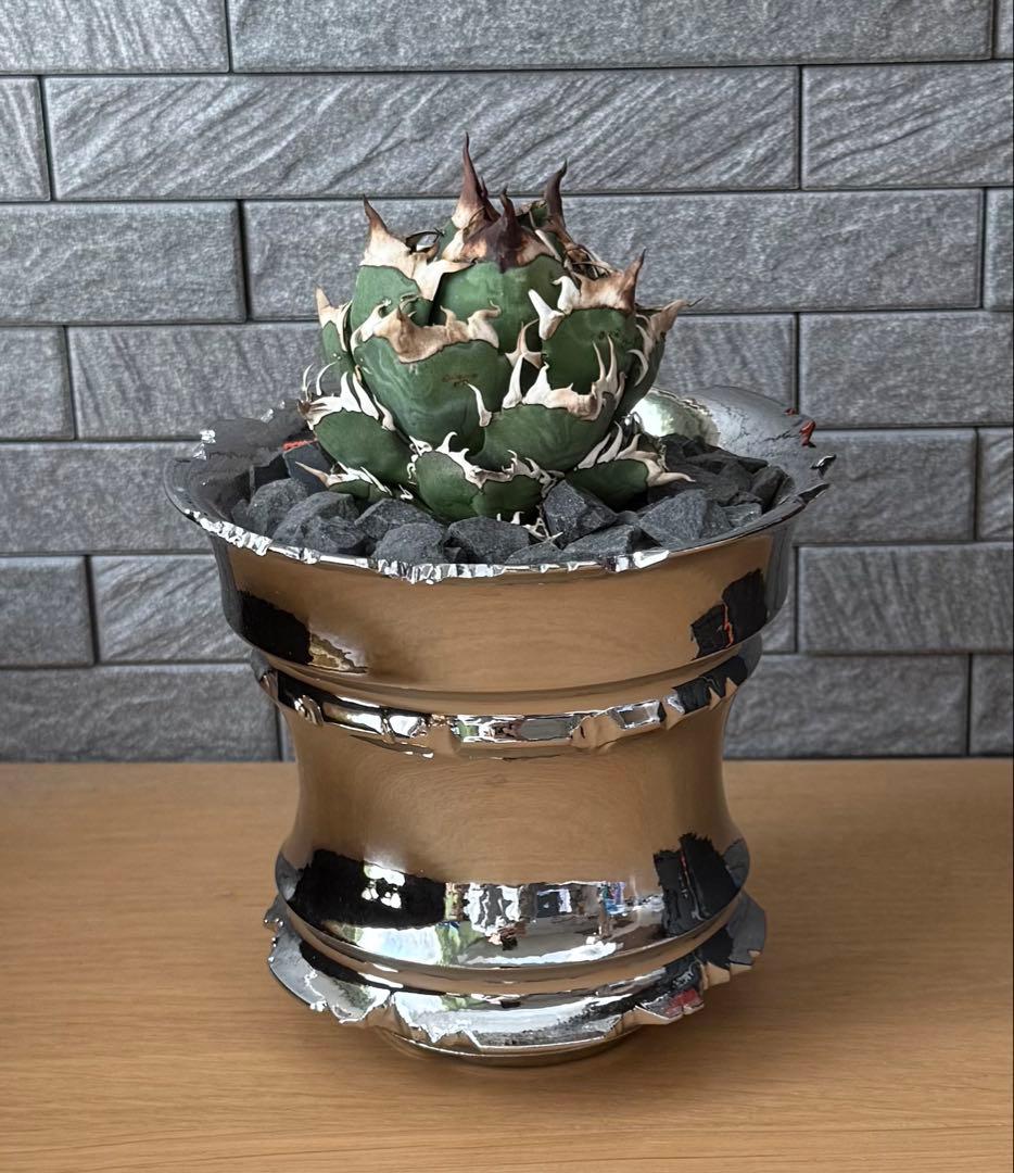 ちーやん アガベ チタノタ レッドキャットウィーズル 発根済【ゴル猫・丸型