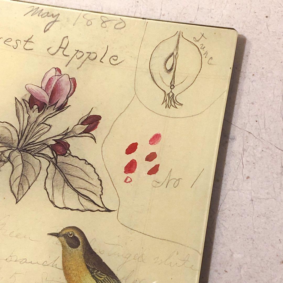 ラージサイズ　ジョンデリアン　デコパージュトレイ　フラワーバード